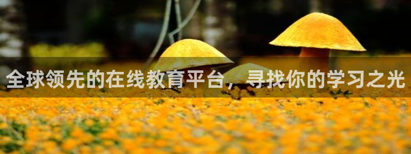 永盈科技：全球领先的在线教育平台，寻找你的学习之光